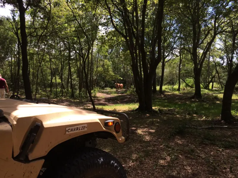 a car parked on pavement near a forest